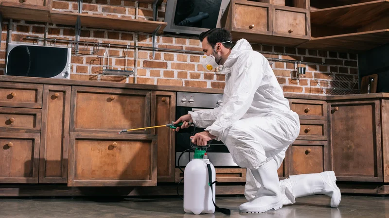 Wespen & Hornissen entfernen