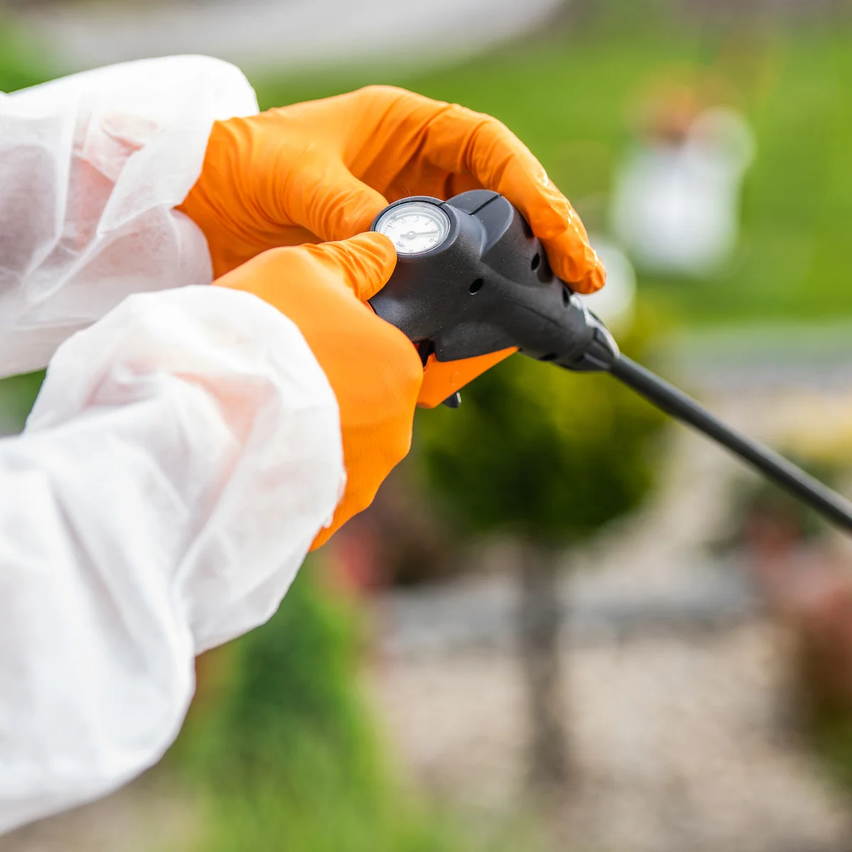 Silberfischchen bekämpfen